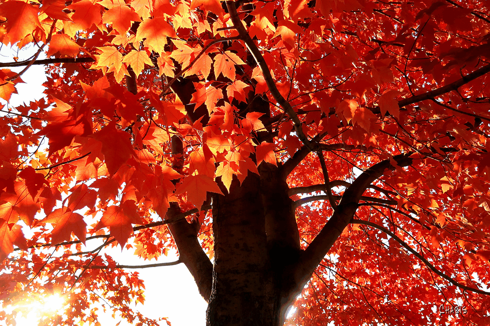 Maple tree in autumn with sun peeping through